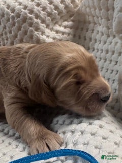 Miniature Labradoodle dogs Miniature Labradoodle 7 - Ad 42