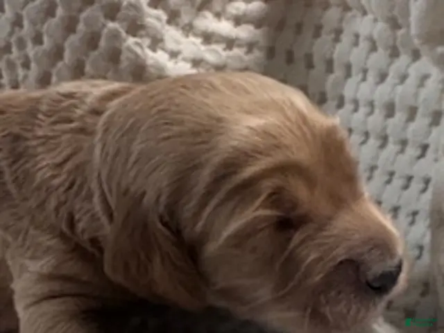Miniature Labradoodle dogs for sale: Miniature Labradoodle 7 - Ad 29