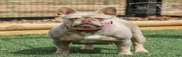French Bulldog dogs for sale: Wahoo - Ad 5