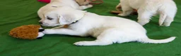Golden Retriever dogs for sale: Willow - Ad 5