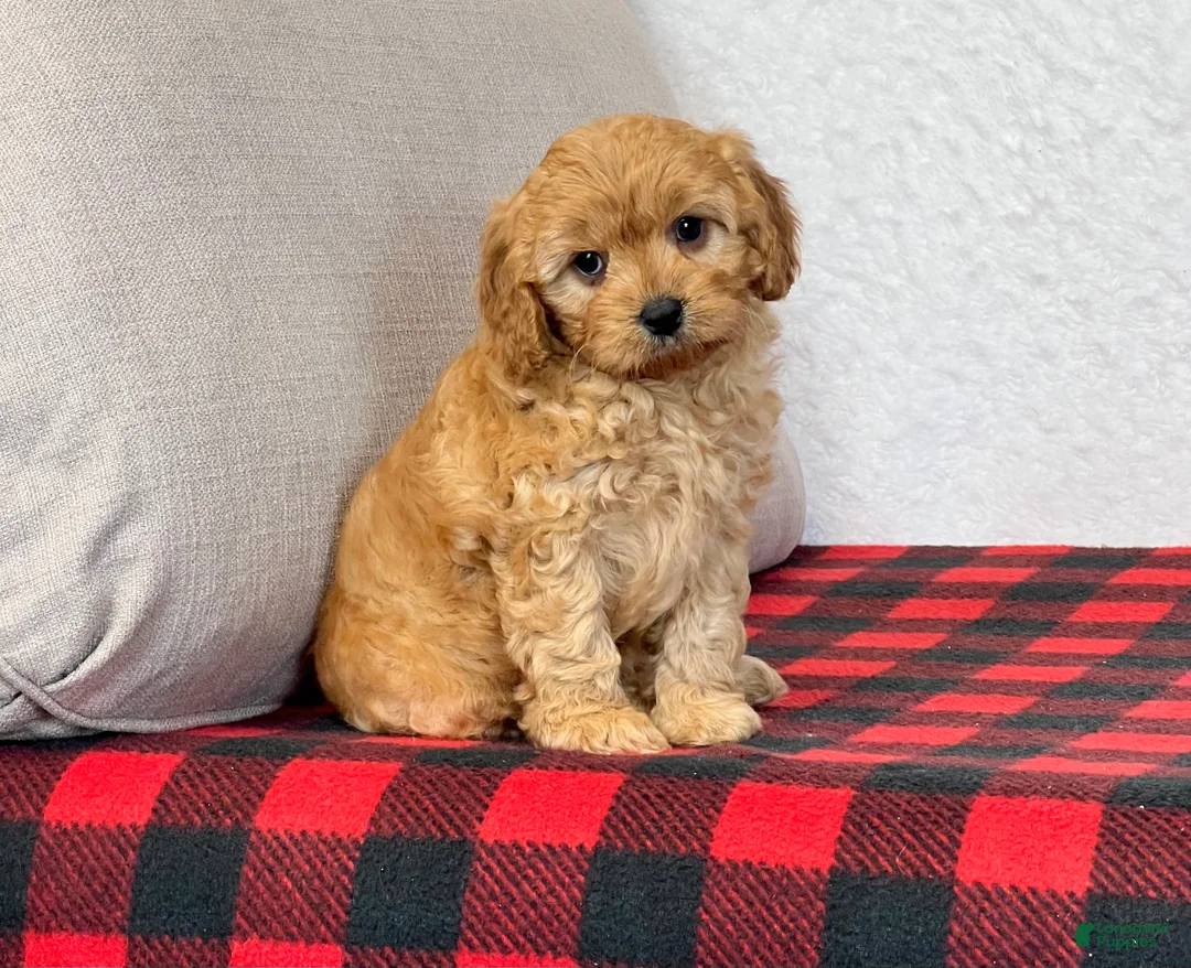 Cavapoo dogs for sale: Callie - Ad 4