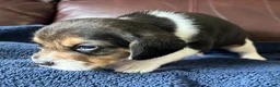 Beagle dogs for sale: Beagle 2 - Ad 15