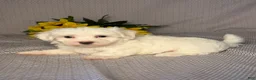 Maltese dogs for sale: Ace - Ad 4