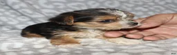 Yorkshire Terrier dogs for sale: Solana - Ad 9