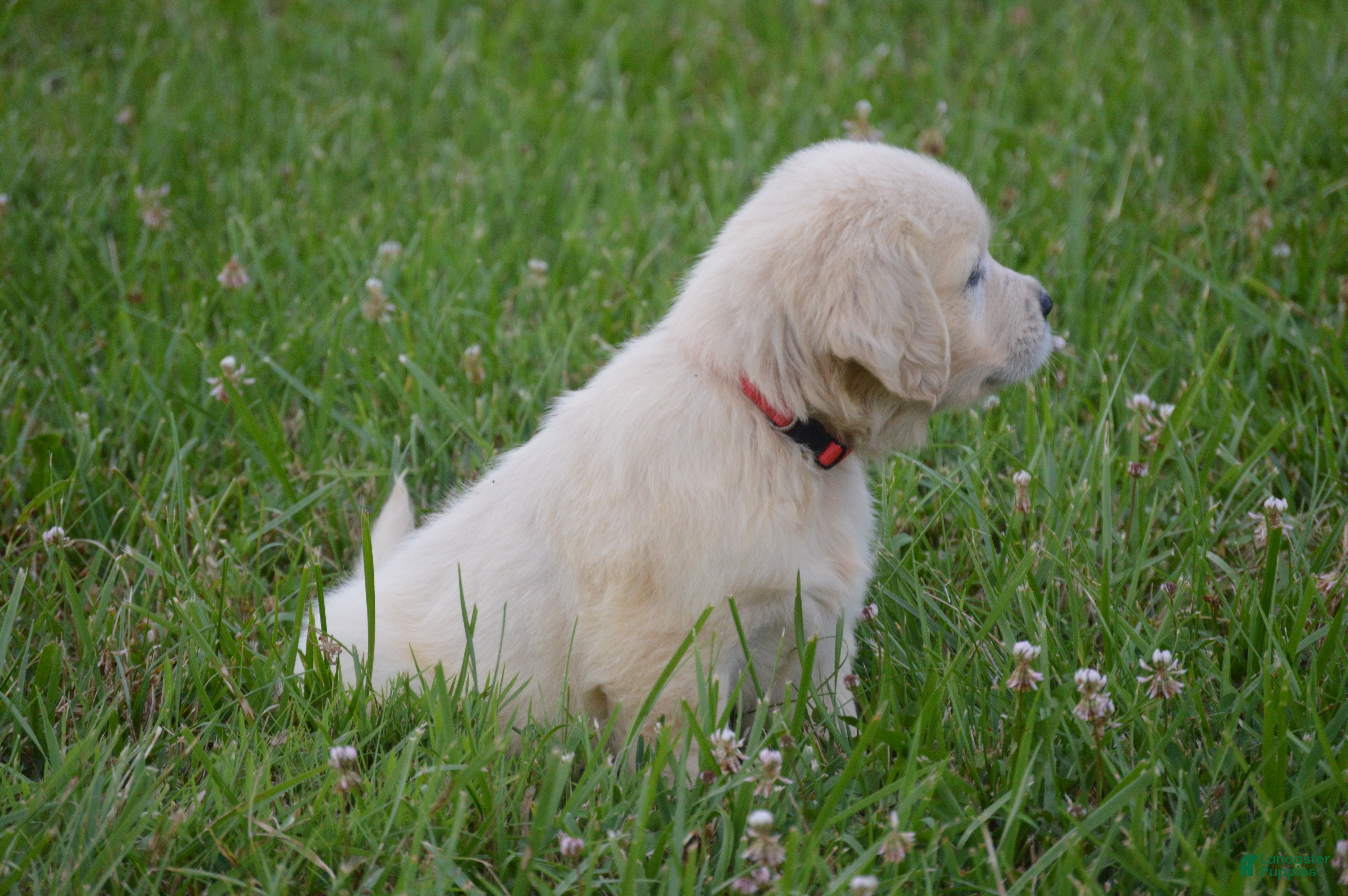 Golden Retriever dogs Barbie - Ad 2