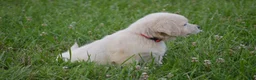 Golden Retriever dogs for sale: FULL AKC Miss Barbie is READY NOW! - Ad 2