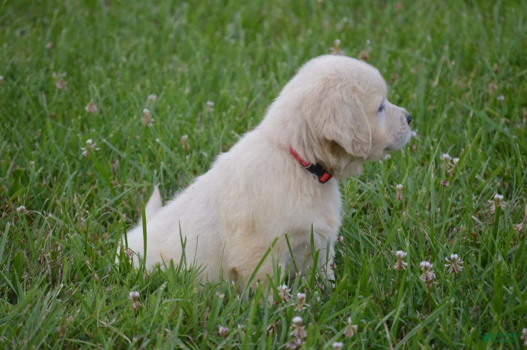 Golden Retriever dogs for sale: FULL AKC Miss Barbie is READY NOW! - Ad 2