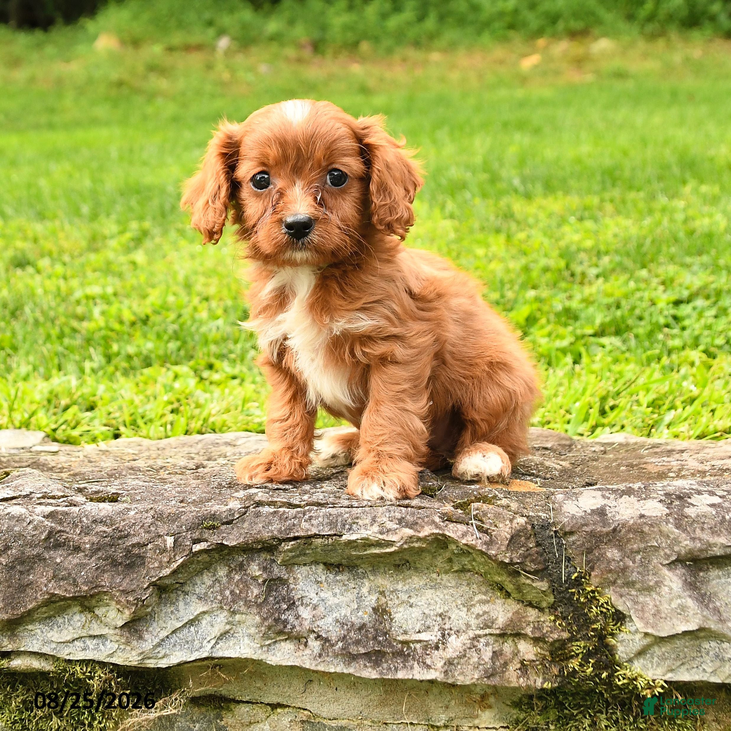 Cavapoo dogs Sunny  - Ad 1