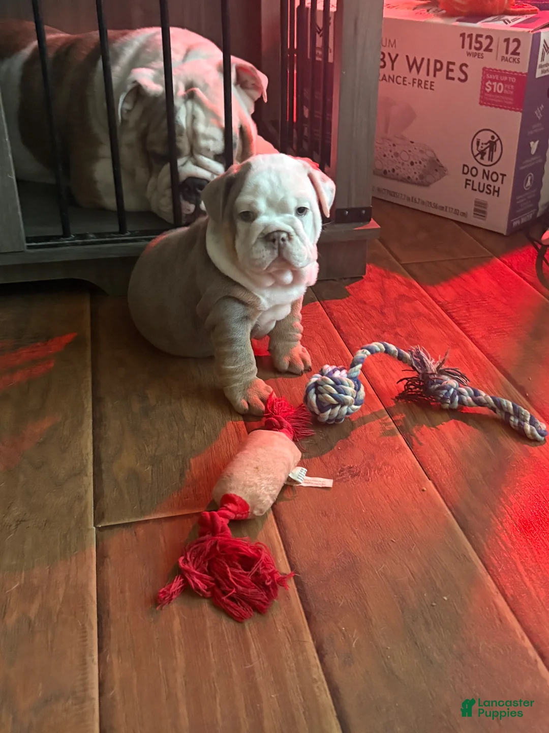 English Bulldog dogs for sale: English Bulldog 1 - Ad 2
