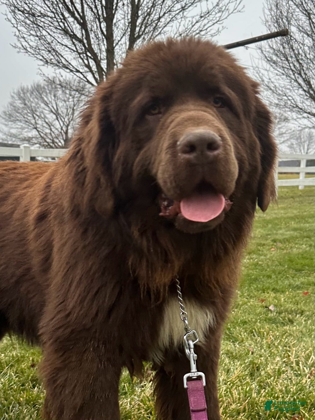 Newfoundland dogs for sale: OFA,AKC,CH, “ Jackson Cancrimo” - Ad 10