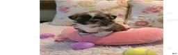 Shih Tzu dogs for sale: Shih Tzu 6 - Ad 12