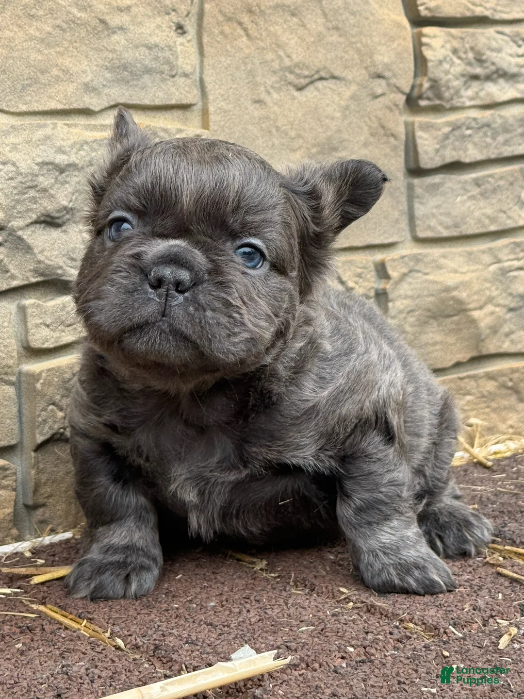 French Bulldog dogs for sale: French Bulldog Puppy 1 - Ad 2