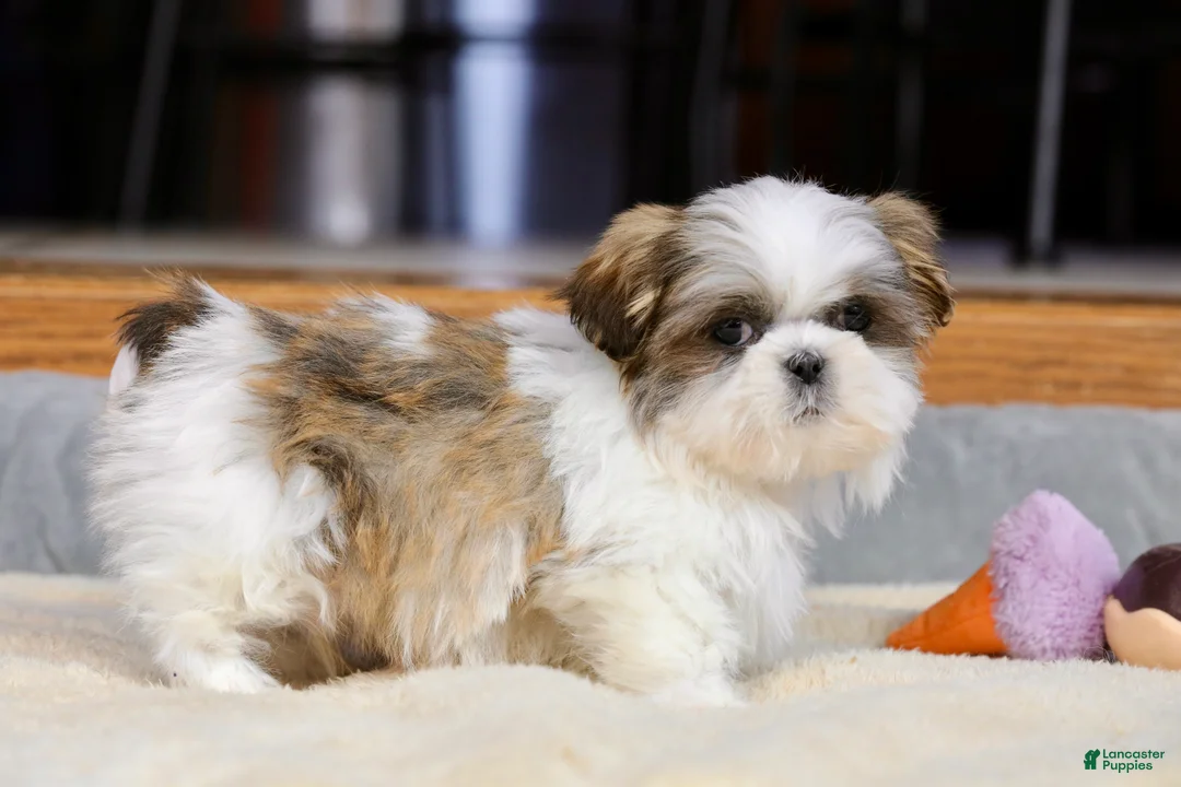 Shih Tzu dogs for sale: Wylee - Ad 14
