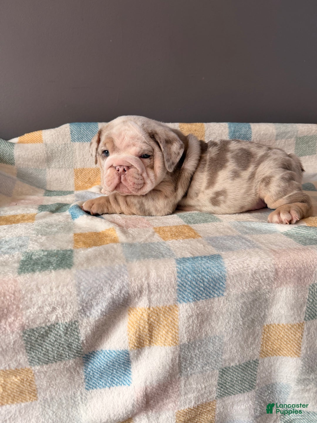 English Bulldog dogs for sale: English Bulldog litter of 3 puppies - Ad 1