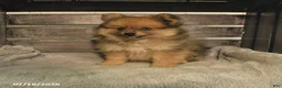 Pomeranian dogs for sale: Patty - Ad 1