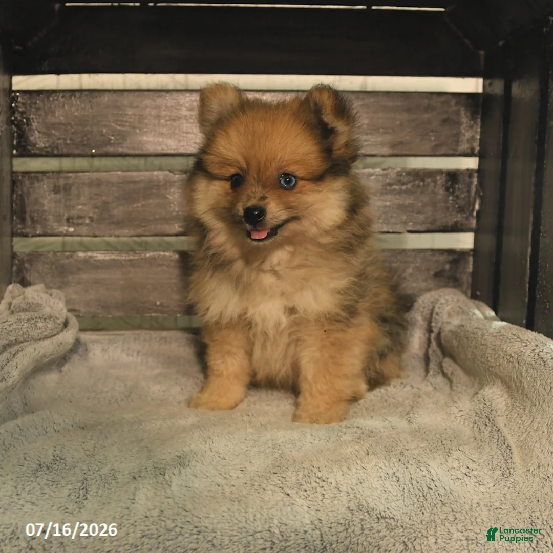Pomeranian dogs for sale: Patty - Ad 1