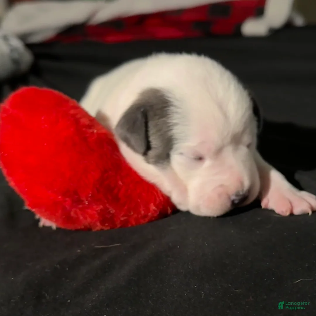 American Bully dogs for sale: American Bully Puppy 5 - Ad 2