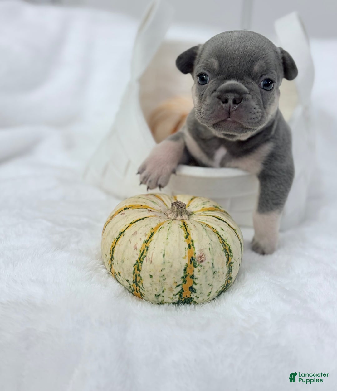 French Bulldog dogs for sale: Harley jr. - Ad 3