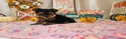 Yorkshire Terrier dogs for sale: Molly Faye - Ad 3