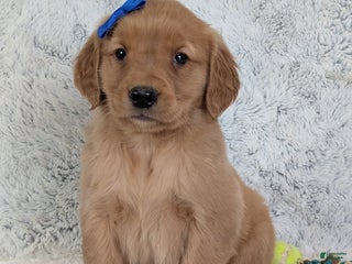 Golden Retriever dogs Murphy - Ad 1