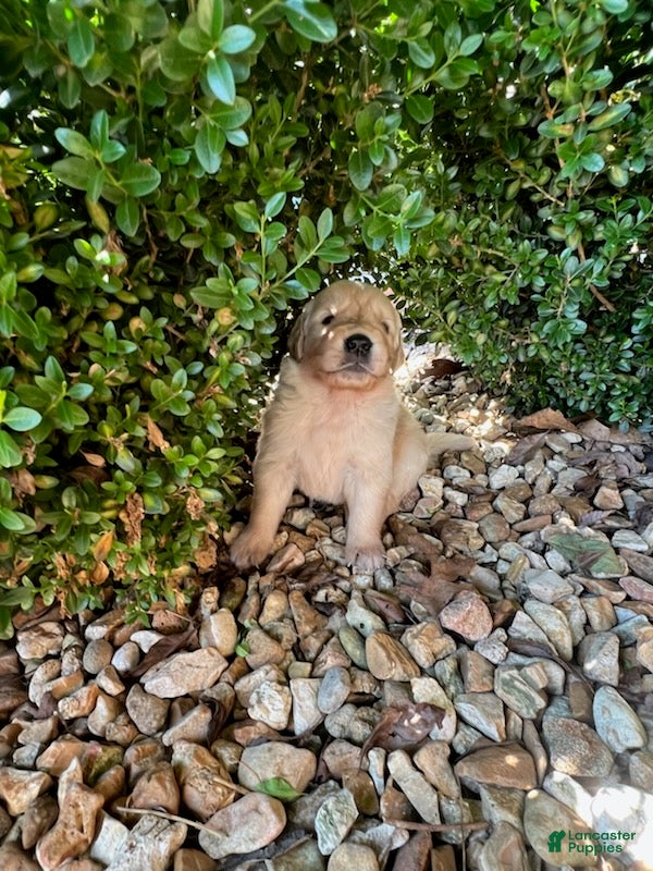 Golden Retriever dogs Ethan - Ad 2