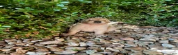 Golden Retriever dogs for sale: Ethan - Ad 2
