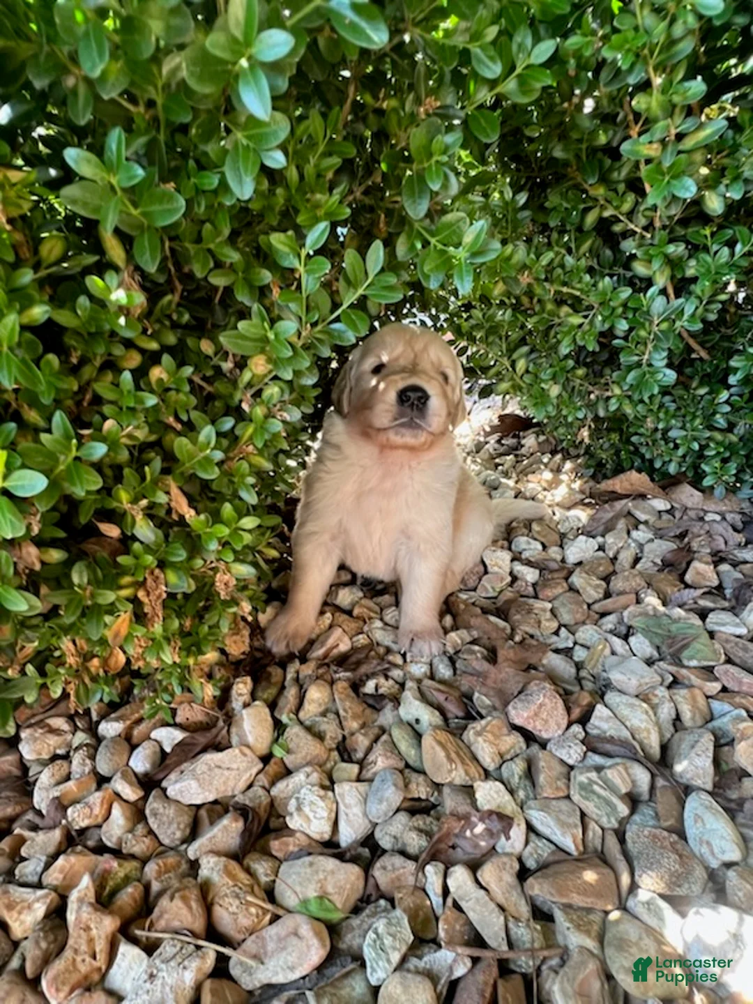 Golden Retriever dogs for sale: Ethan - Ad 2