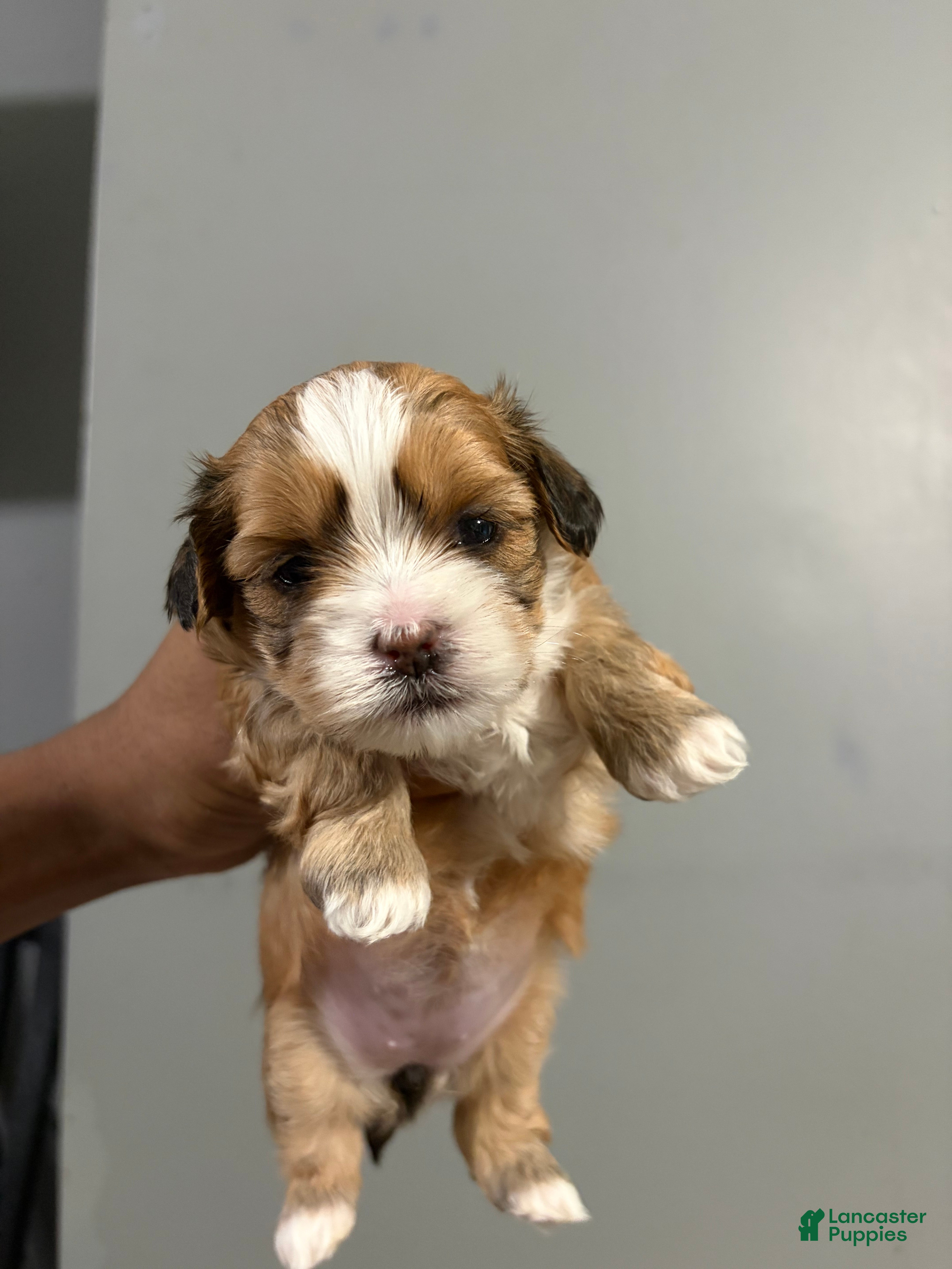 Shih Tzu dogs Sugar - Ad 2