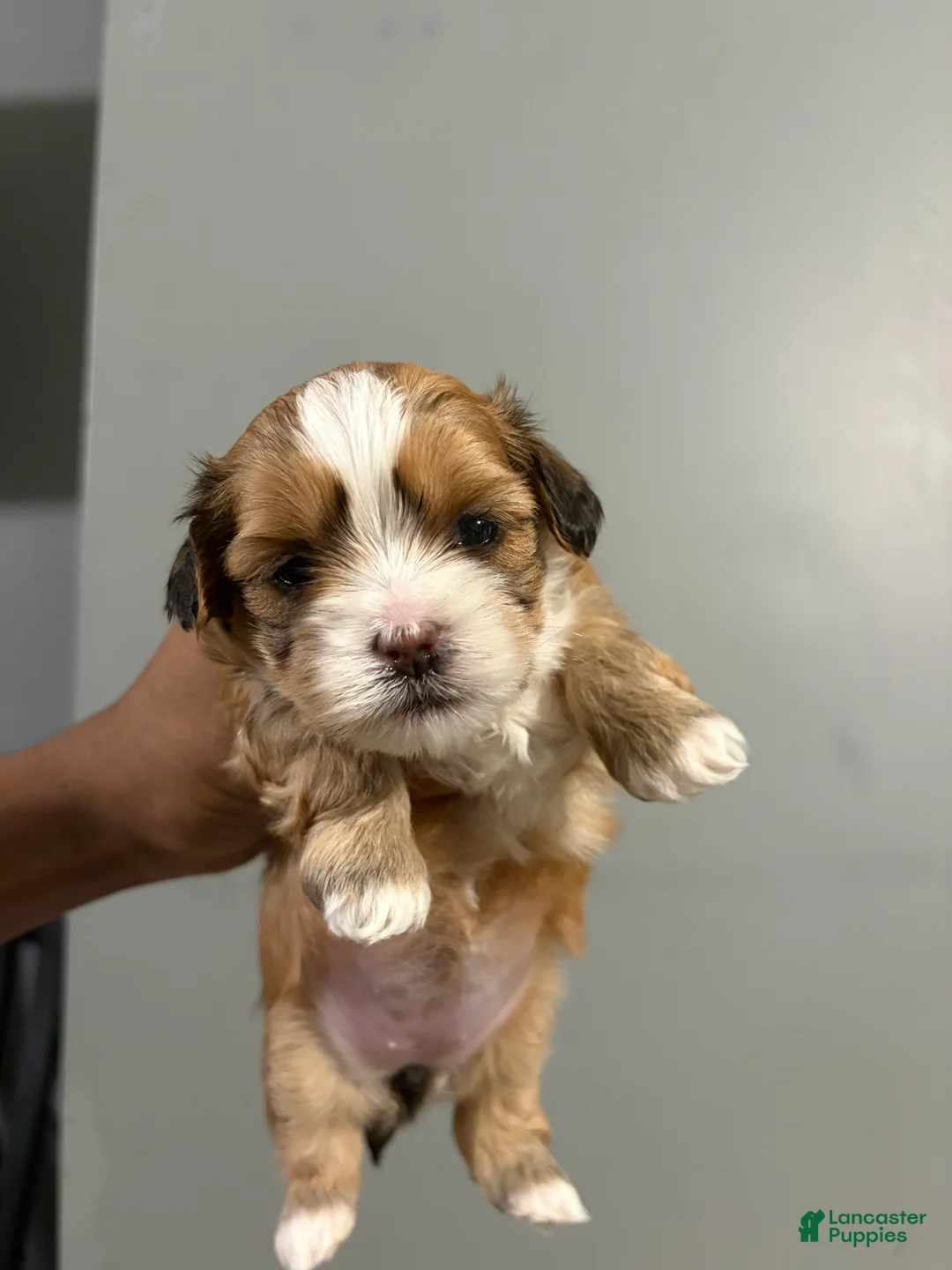 Shih Tzu dogs for sale: Sugar - Ad 2