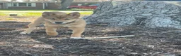 Shiba Inu dogs for sale: Kira - Ad 3