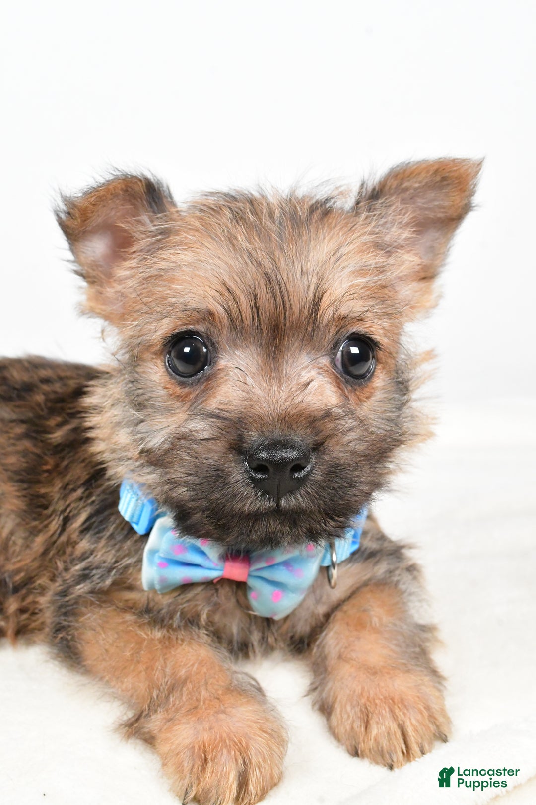 Cairn Terrier dogs for sale: Theodore - Ad 3