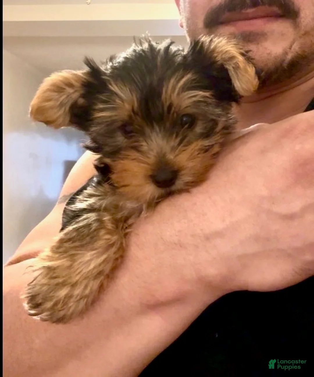 Yorkshire Terrier dogs for sale: Yorkshire Terrier Puppy 2 - Ad 6