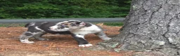 Cane Corso dogs for sale: Cane Corso 1 - Ad 3