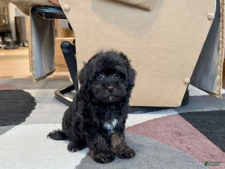 Havapoo dogs Havapoo Puppy 2 - Ad 35