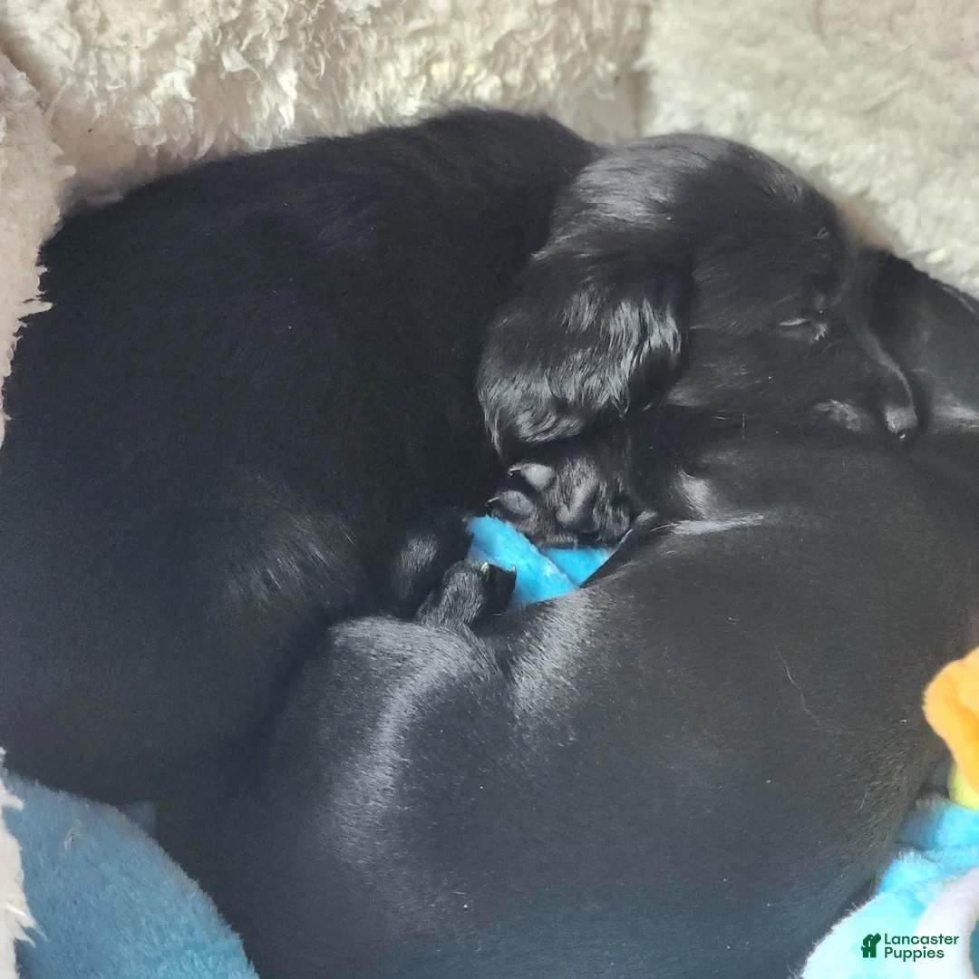 Dachshund dogs for sale: Sydney - Ad 4