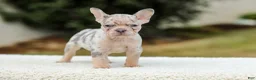 French Bulldog dogs for sale: Master – Lilac & Tan Merle - Ad 8
