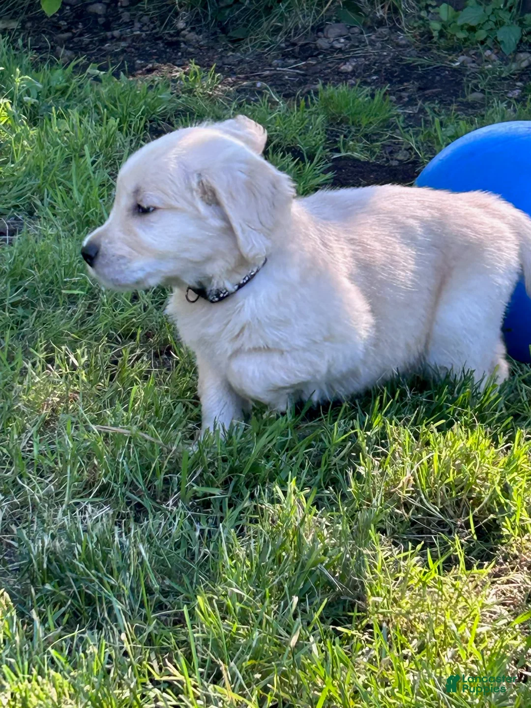 Golden Retriever dogs for sale: Biscuit - Ad 2