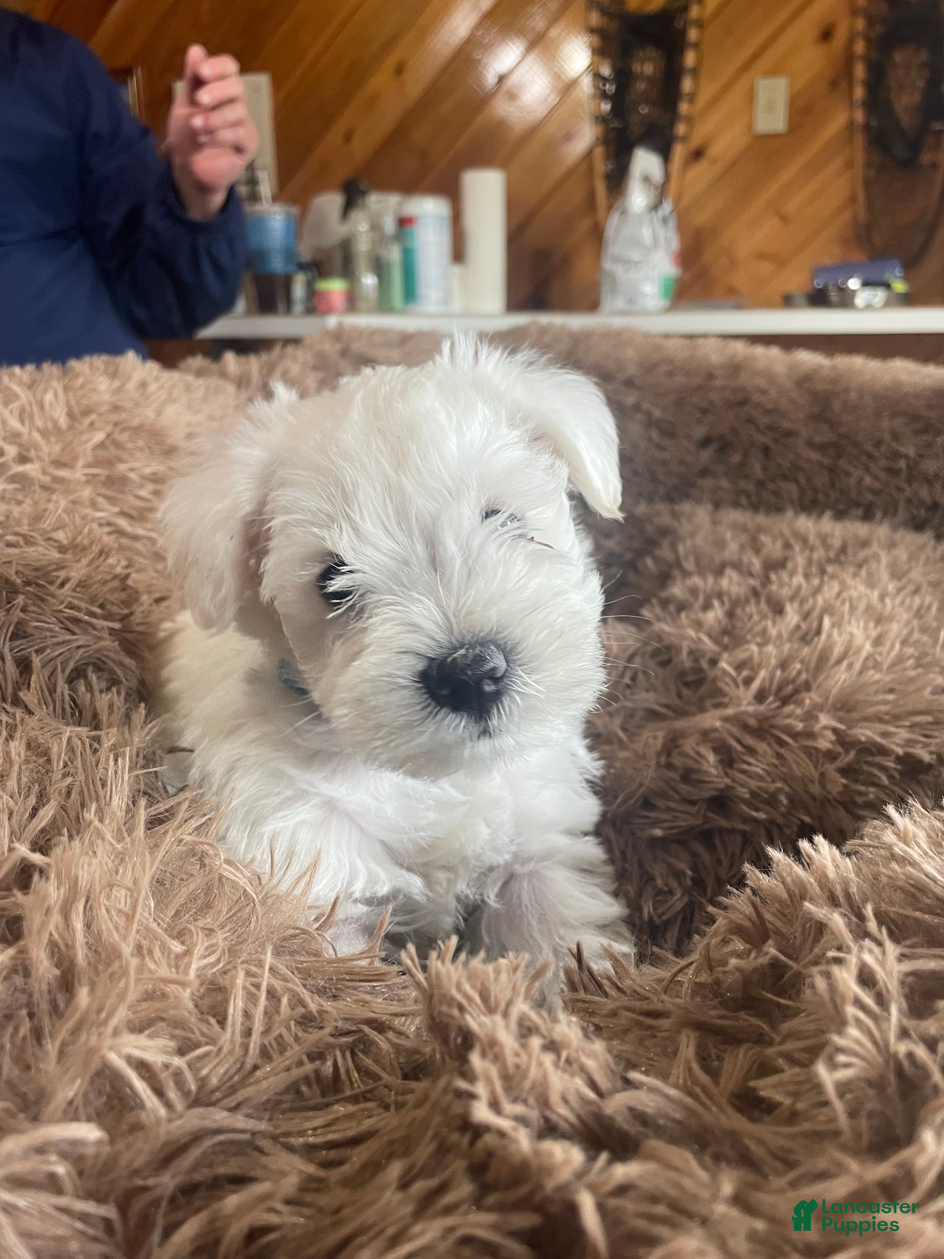 Miniature Schnauzer dogs for sale: Pumba - Ad 3