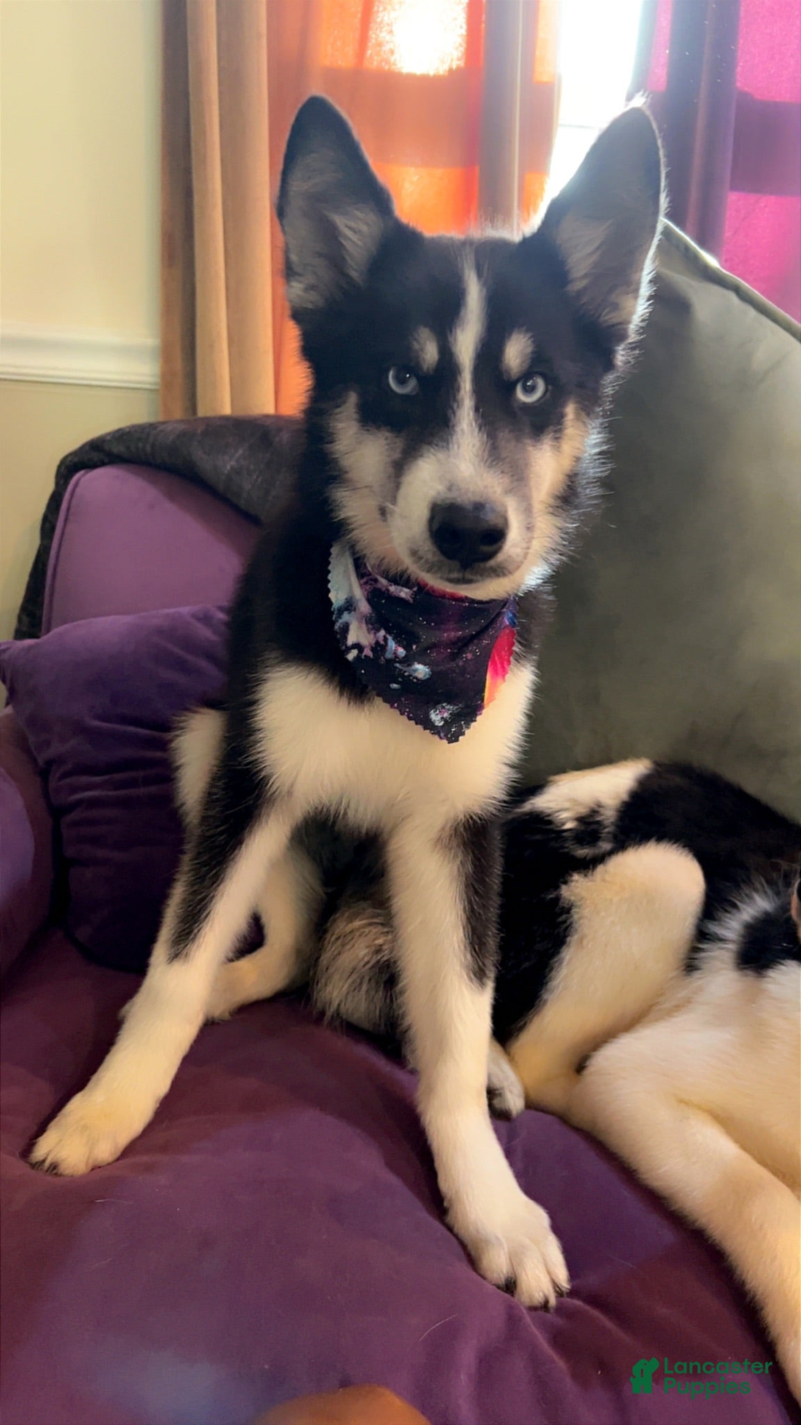 Mixed Breed dogs Sasha - Ad 7