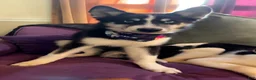 Mixed Breed dogs for sale: Sasha - Ad 1