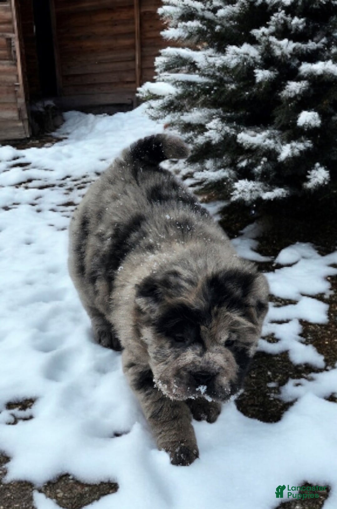 Shar Pei dogs for sale: Marla merle mini bear  - Ad 6