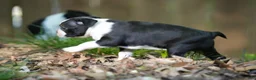 Boston Terrier dogs for sale: Blackberry - Ad 5