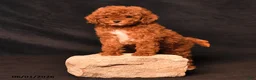 Toy Poodle dogs for sale: Tiny Daisy - Ad 4