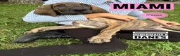 Great Dane dogs for sale: Miami - Ad 7