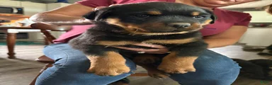 Rottweiler Puppy 4