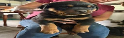 Rottweiler dogs for sale: Rottweiler Puppy 4 - Ad 1