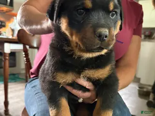 Rottweiler dogs for sale: Rottweiler Puppy 4 - Ad 2