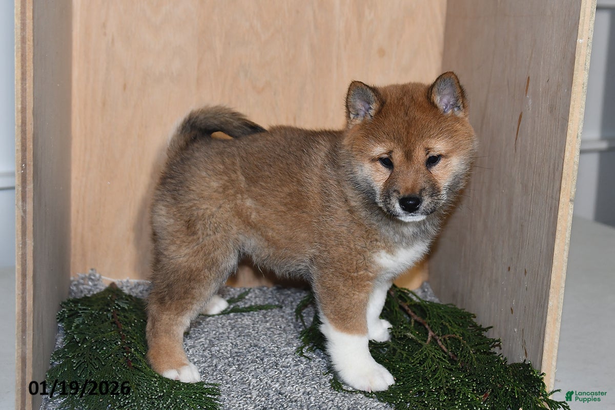 Shiba Inu dogs Cole - Ad 9
