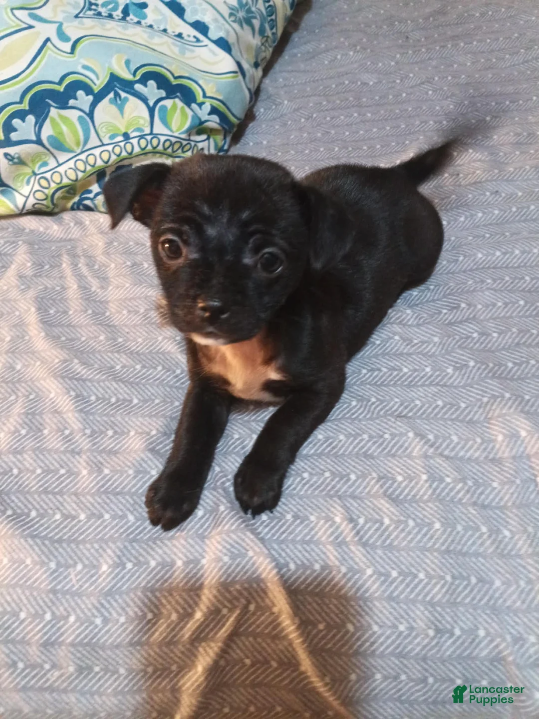 Mixed Breed dogs for sale: Mixed Breed Puppy 2 - Ad 1