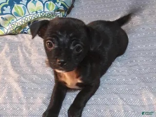 Mixed Breed dogs Mixed Breed Puppy 2 - Ad 9